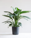 SPATHIPHYLLUM 'PEACE LILY' 10" Grower Pot