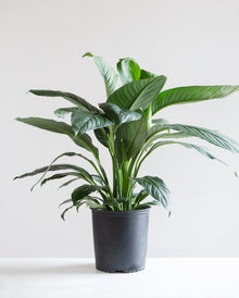  SPATHIPHYLLUM 'PEACE LILY' 10" Grower Pot