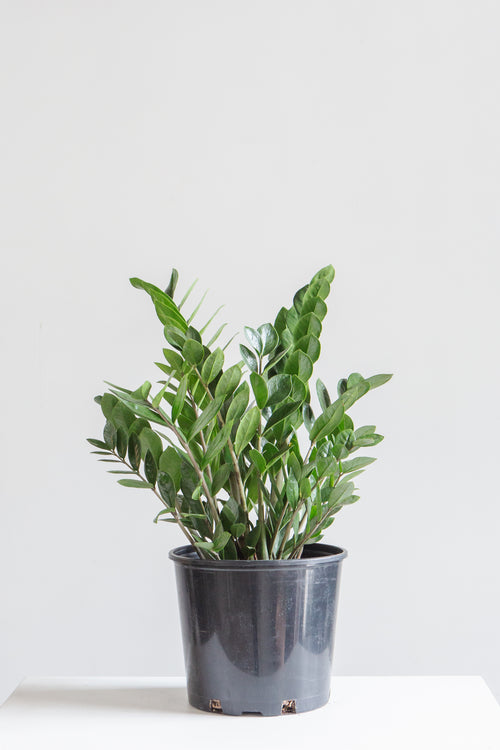 ZZ Plant: Zamioculcas zamiifolia - 10 inch pot - 2-3 foot tall