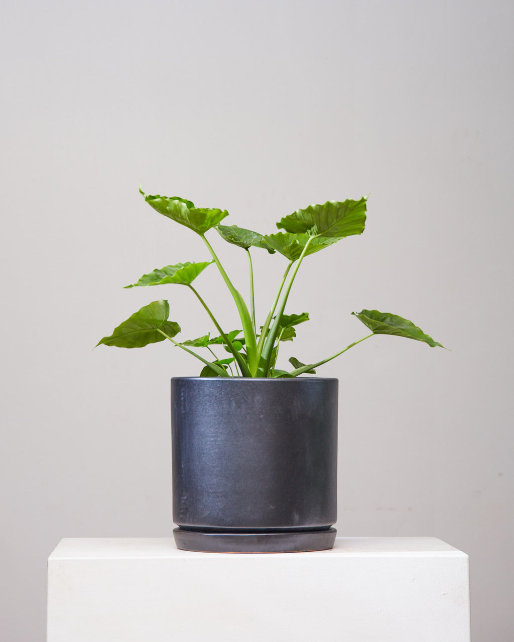 California Elephant Ear: Alocasia odora - 10 inch pot - 2-3 foot tall