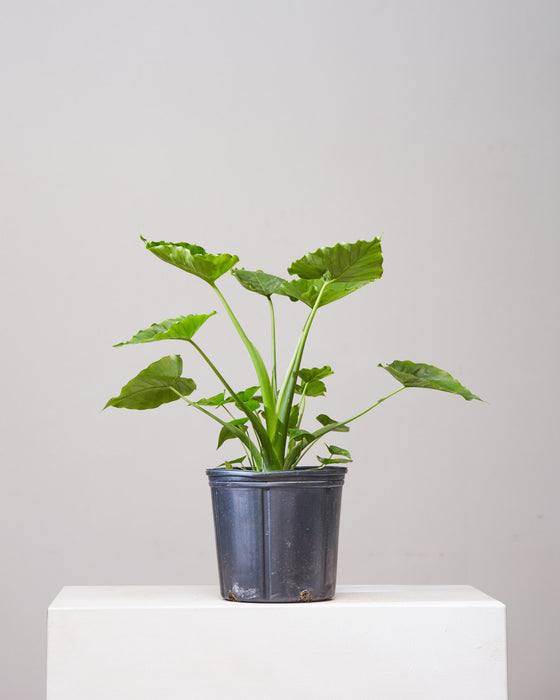 ALOCASIA 'ODORA' 10" Grower Pot (3-3.5' tall)