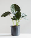 ALOCASIA 'REGAL SHIELD' 10" Grower Pot