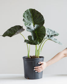  ALOCASIA 'REGAL SHIELD' 10" Grower Pot