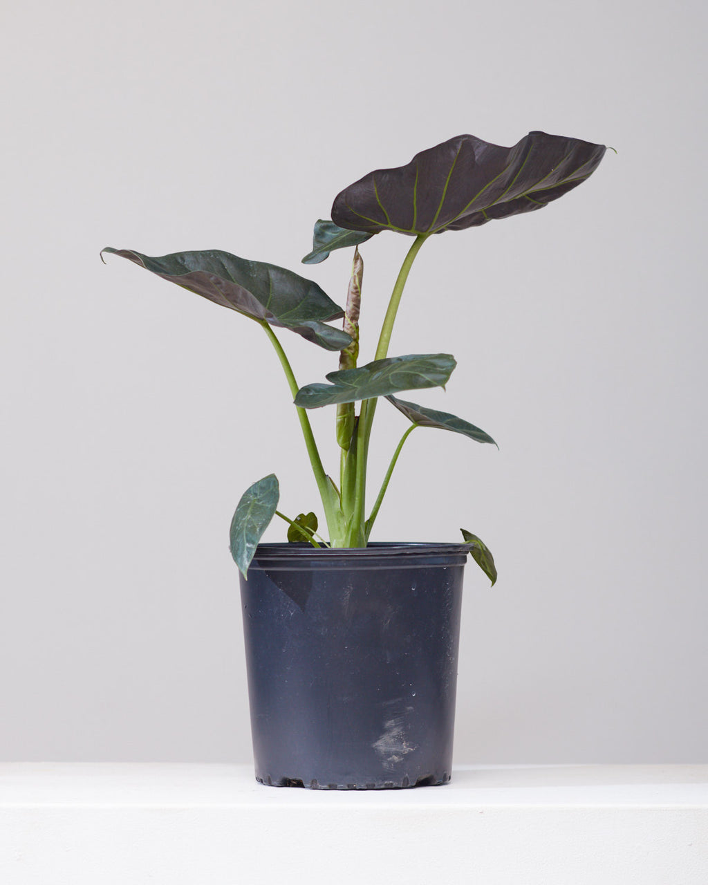 Regal Shield Elephant Ear: Alocasia - 10 inch pot - 3-4 foot tall