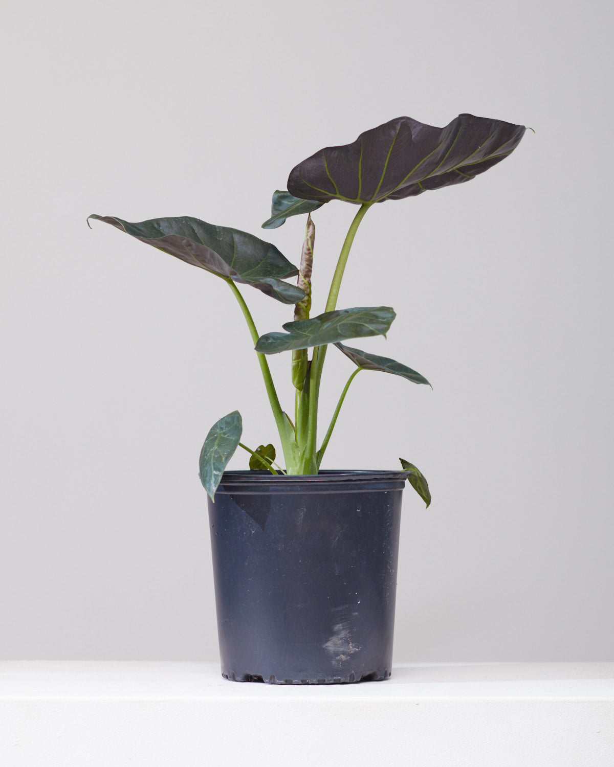 Regal Shield Elephant Ear: Alocasia - 10 inch pot - 3-4 foot tall