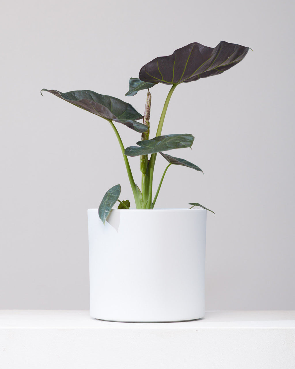 Regal Shield Elephant Ear: Alocasia - 10 inch pot - 3-4 foot tall