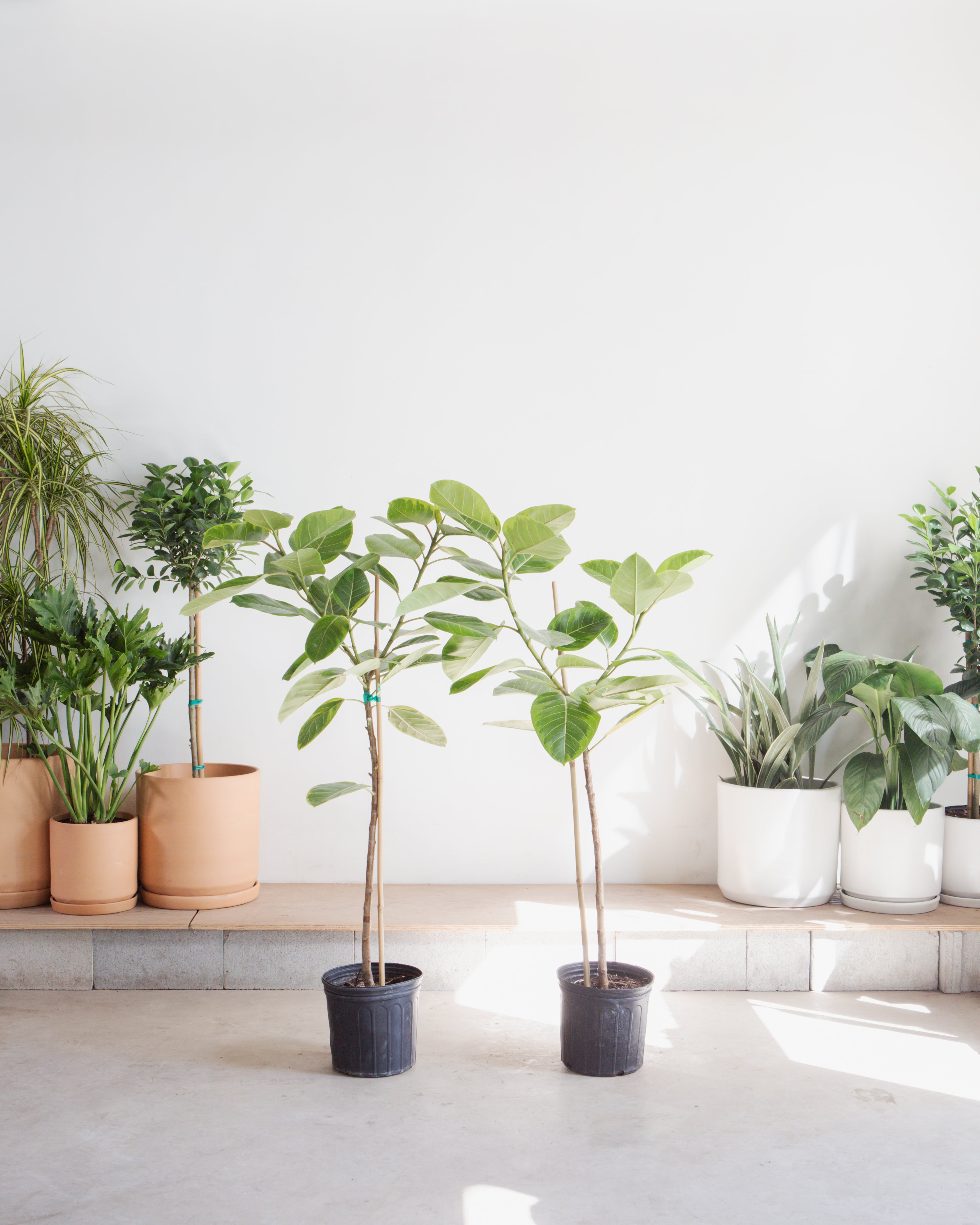 Yellow Gem Fig Tree: Ficus altissima - 10 inch pot - 4-5 foot tall