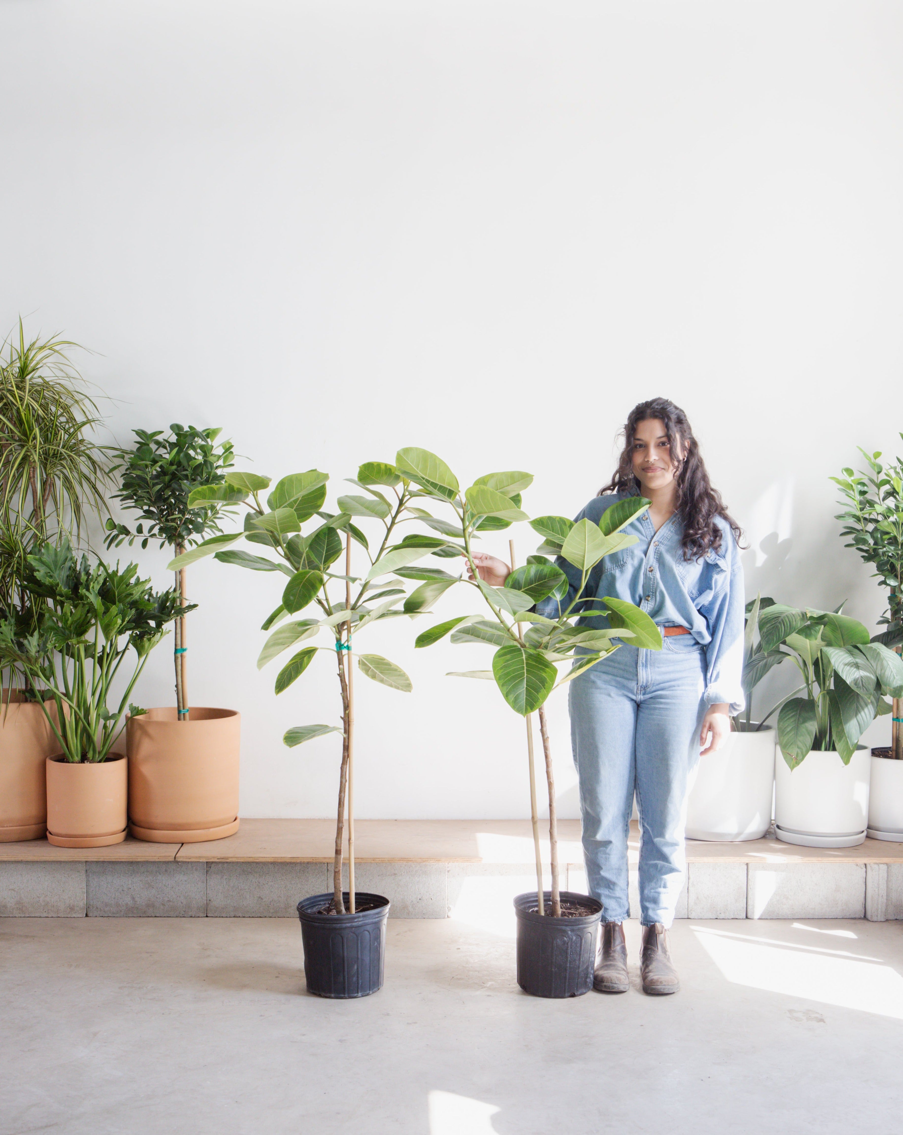 Yellow Gem Fig Tree: Ficus altissima - 10 inch pot - 4-5 foot tall
