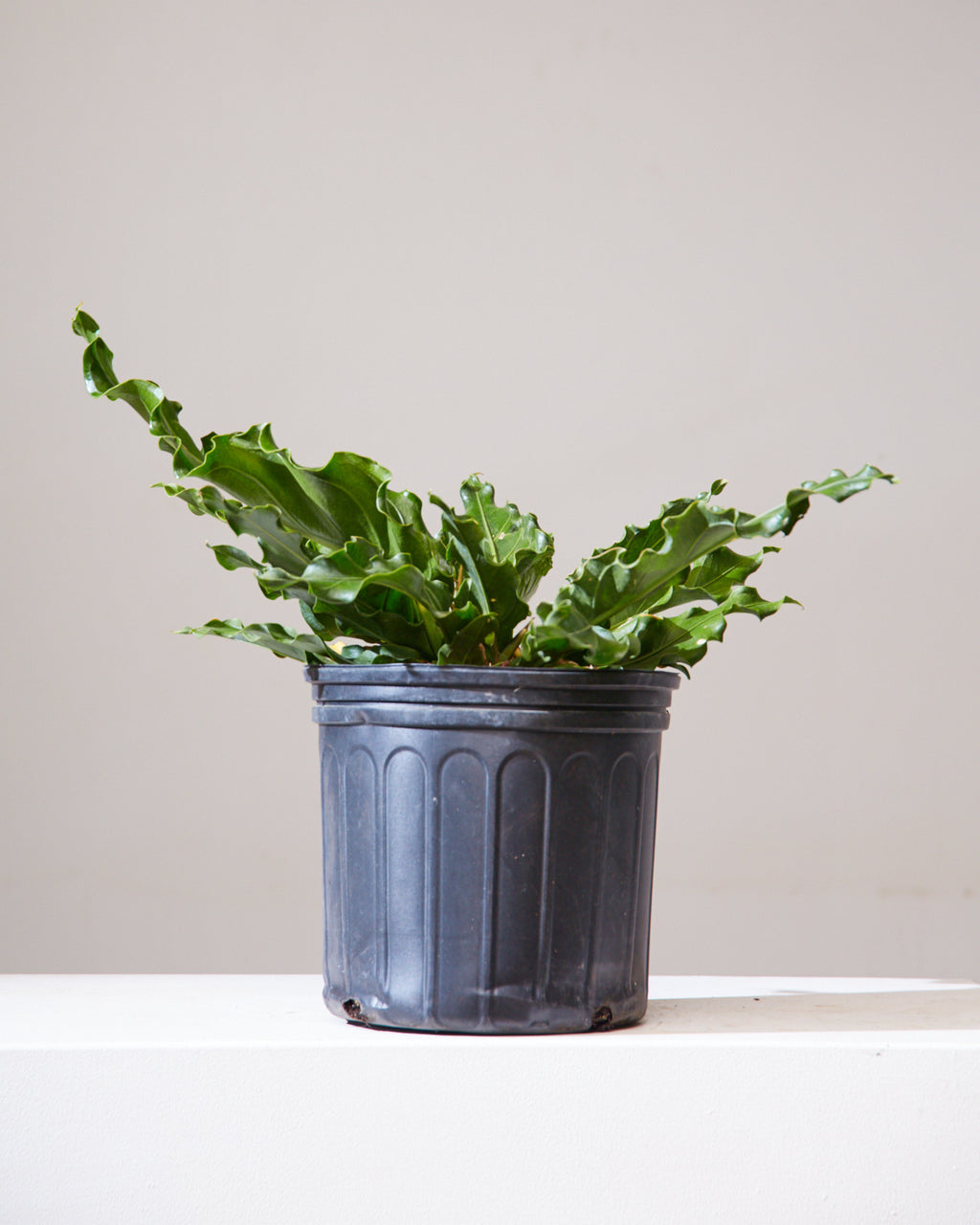 ANTHURIUM PLOWMANII 'FRUFFLES' 10" Grower Pot