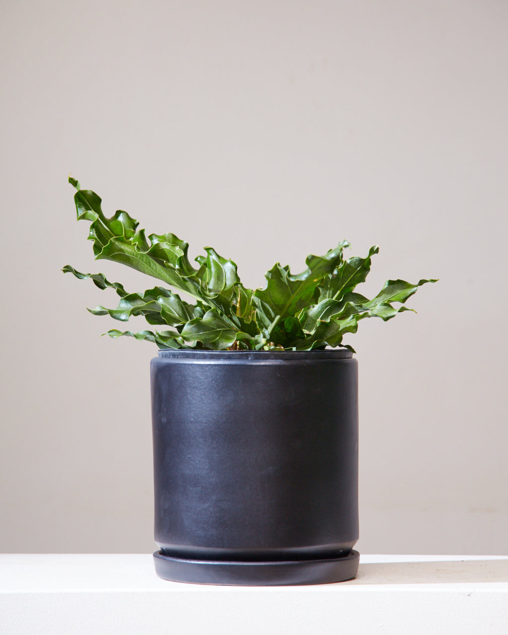 ANTHURIUM PLOWMANII 'FRUFFLES' 10" Grower Pot