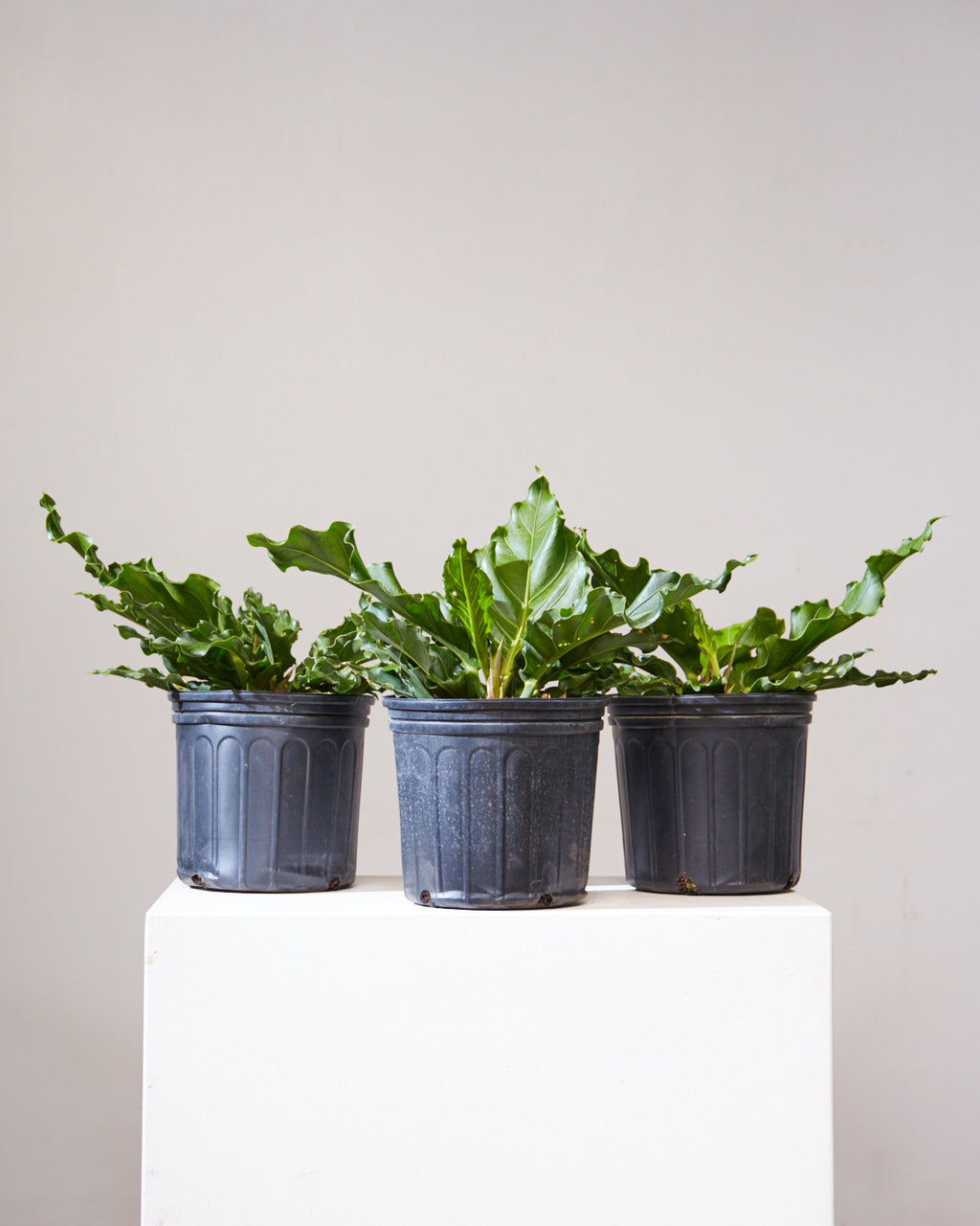 ANTHURIUM PLOWMANII 'FRUFFLES' 10" Grower Pot