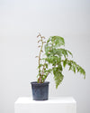 AUSTRALIAN TREE FERN 10" Grower Pot