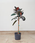 Burgundy Rubber Tree: Ficus elastica - 10 inch pot - 3.5-4 foot tall