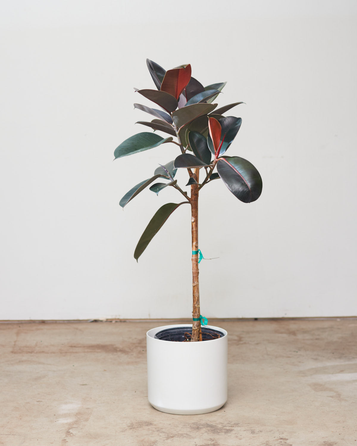 Burgundy Rubber Tree: Ficus elastica - 10 inch pot - 3.5-4 foot tall