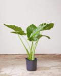 Giant Upright Elephant Ear: Alocasia 'Calidora' - 10 inch pot - 3-4 foot tall