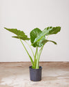 ALOCASIA 'CALIDORA' 10" Grower Pot (~3.5' tall)