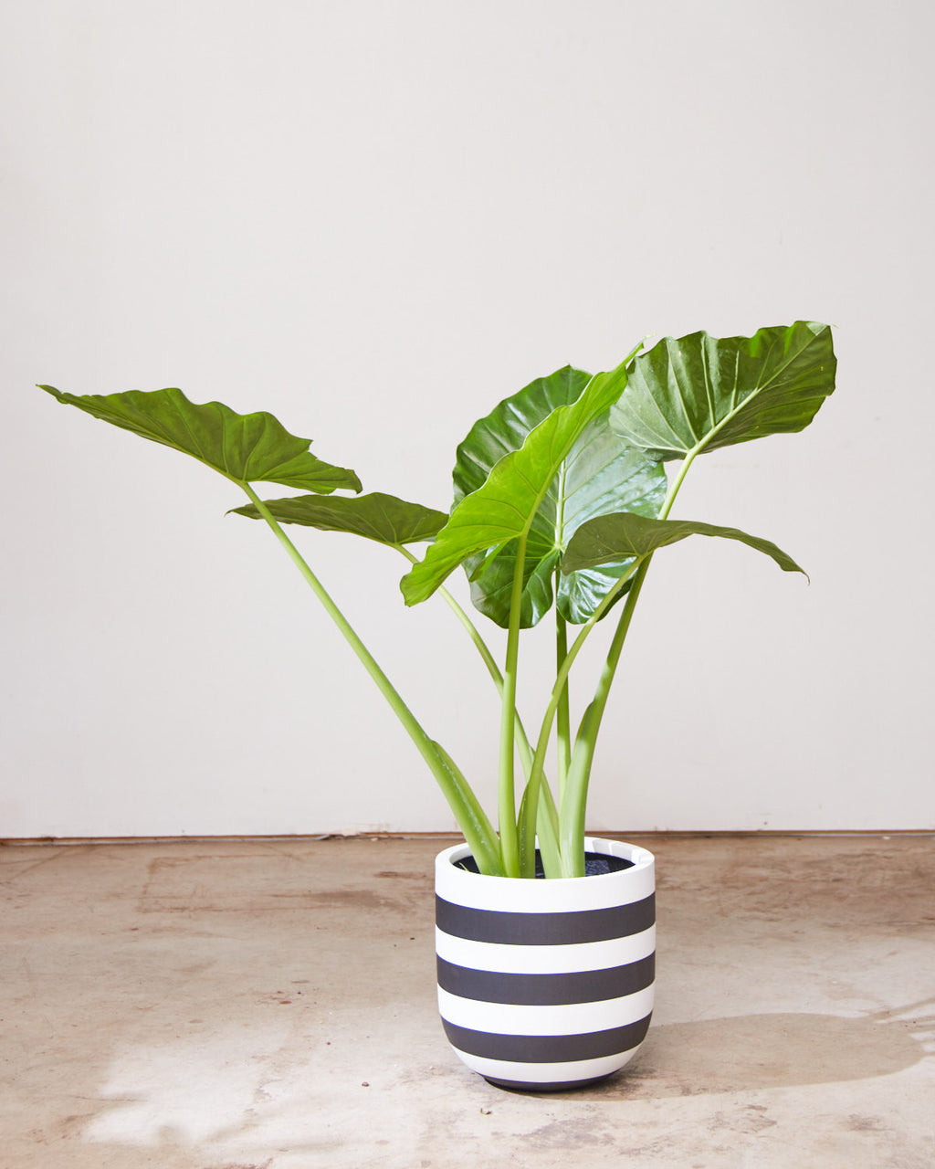 Giant Upright Elephant Ear: Alocasia 'Calidora' - 10 inch pot - 3-4 foot tall