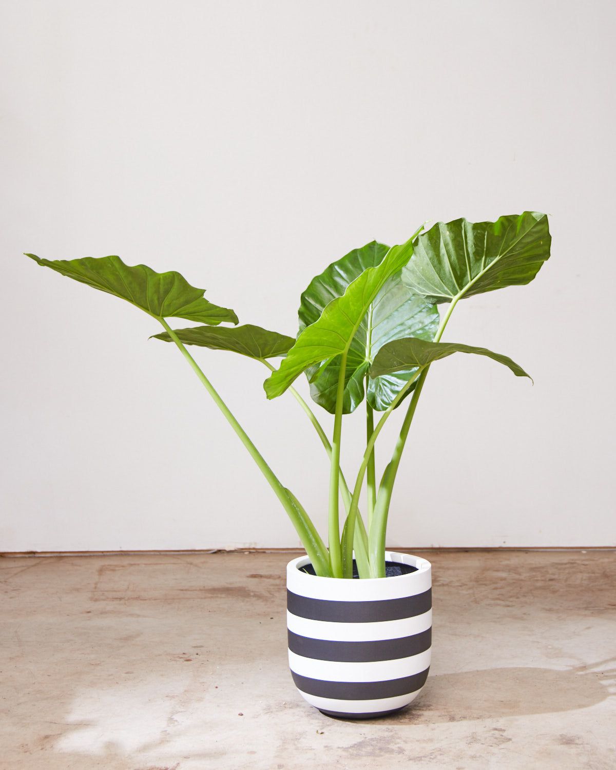Giant Upright Elephant Ear: Alocasia 'Calidora' - 10 inch pot - 3-4 foot tall