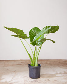  ALOCASIA 'CALIDORA' 10" Grower Pot (~3.5' tall)