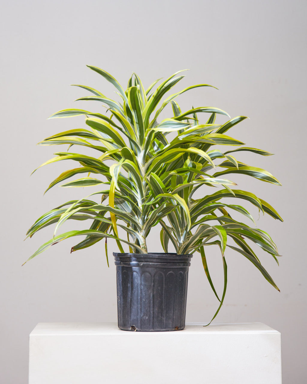 dracaena warneckii pet safe DRACAENA WARNECKII CANE 'LEMON LIME' 10" Grower Pot (2.5