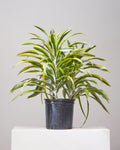 DRACAENA WARNECKII CANE 'LEMON LIME' 10" Grower Pot (2.5 - 3 ft tall)