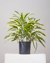 DRACAENA WARNECKII CANE 'LEMON LIME' 10" Grower Pot (2.5 - 3 ft tall)