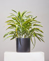 DRACAENA WARNECKII CANE 'LEMON LIME' 10" Grower Pot (2.5 - 3 ft tall)