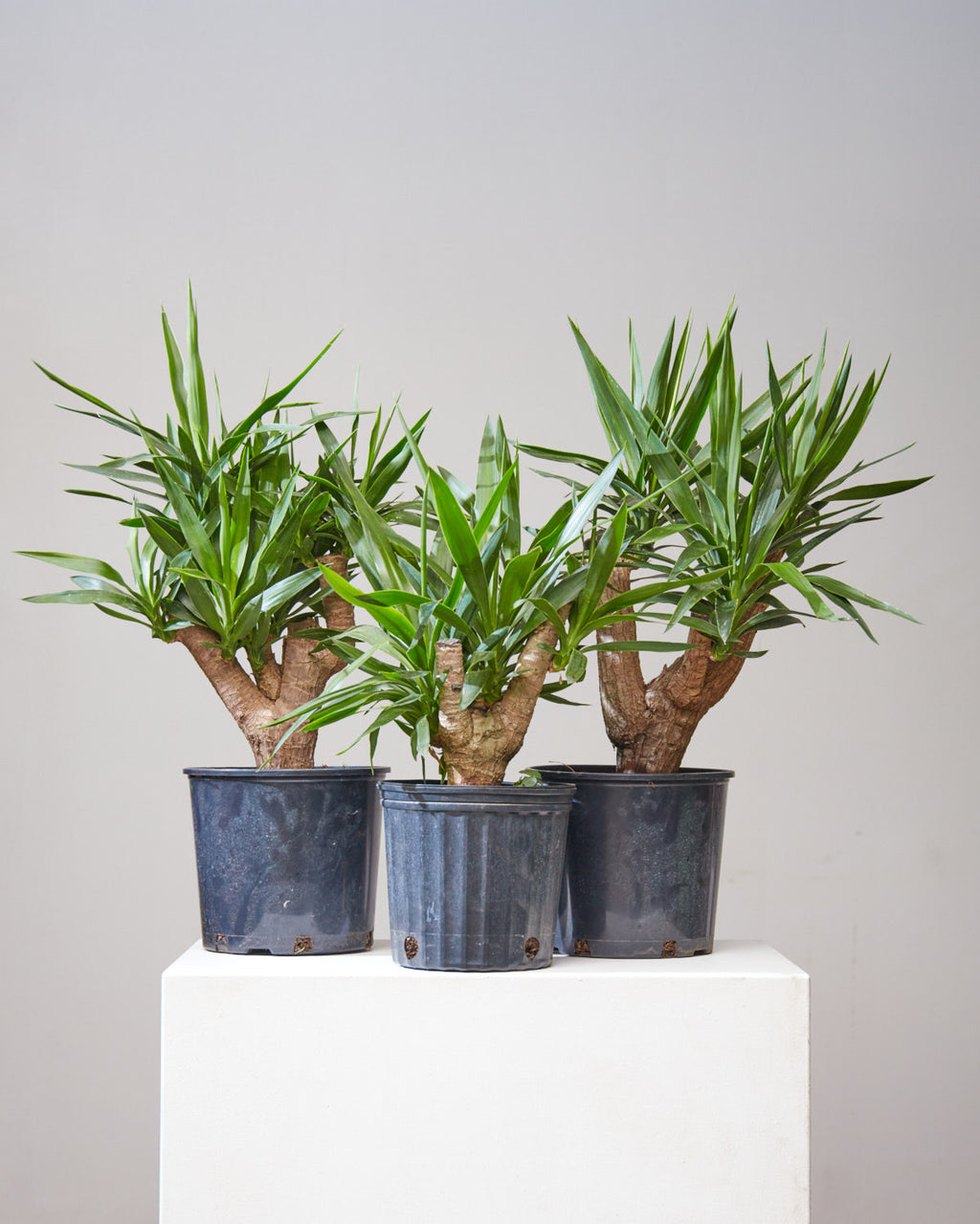 Yucca Stump: Yucca gigantea - 10 inch pot - 3 foot tall
