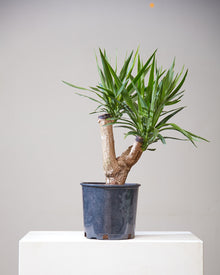  YUCCA STUMP 10" Grower Pot (2' tall)