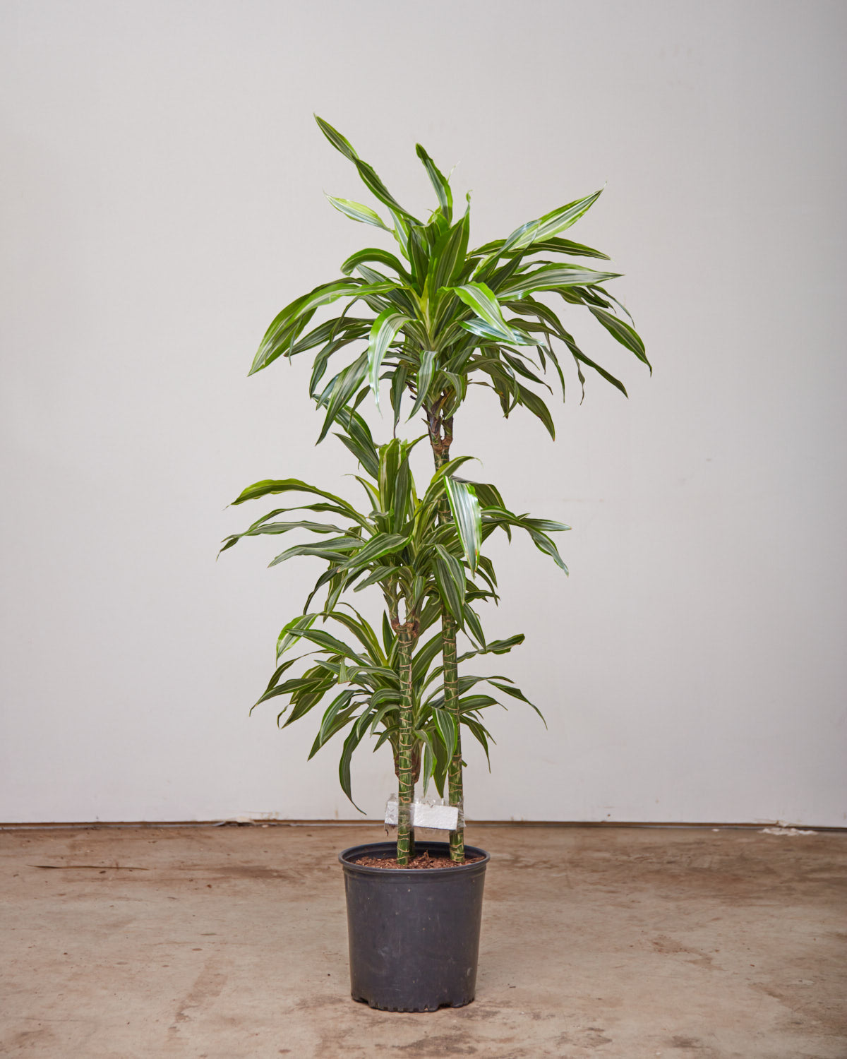 dracaena fragrans ulises Lemon Lime Cane: Dracaena fragrans 'Warneckii Ulises' - 10 inch pot