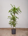 DRACAENA LEMON LIME WARNECKII CANE 8" Grower Pot (3-3.5 ft tall)