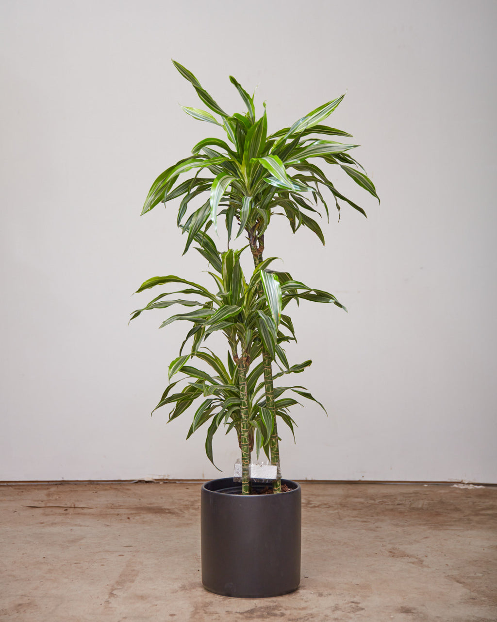dracaena lind cane Lemon Lime Cane: Dracaena fragrans 'Warneckii Ulises' - 10 inch pot