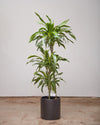 DRACAENA LEMON LIME WARNECKII CANE 8" Grower Pot (3-3.5 ft tall)