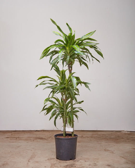 DRACAENA LEMON LIME WARNECKII CANE 8" Grower Pot (3-3.5 ft tall)