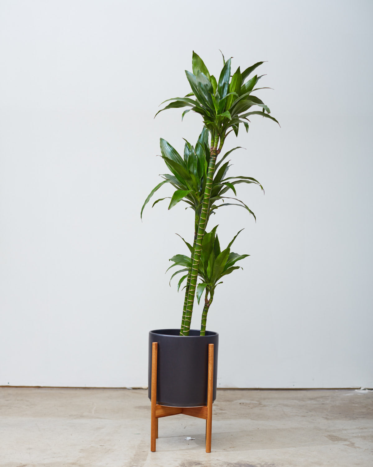 10 Inch REVIVAL CERAMICS BLACK CYLINDER WITH NATURAL TEAK STAND - Medium