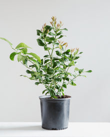  EUREKA LEMON BUSH 10" Grower Pot