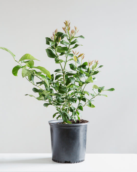 EUREKA LEMON BUSH 10" Grower Pot