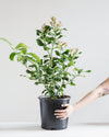 EUREKA LEMON BUSH 10" Grower Pot