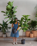 FIDDLE-LEAF FIG (FICUS LYRATA STANDARD) 10" Grower Pot 4-5 Feet Tall