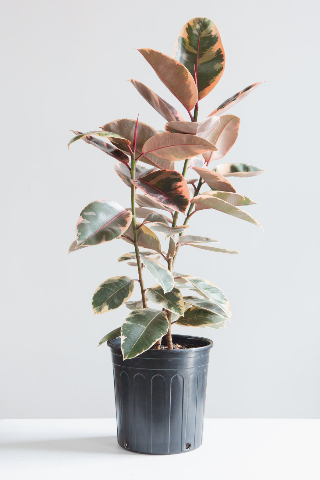 Ruby Rubber Bush: Ficus elastica - 10 inch pot - 2-3 foot tall