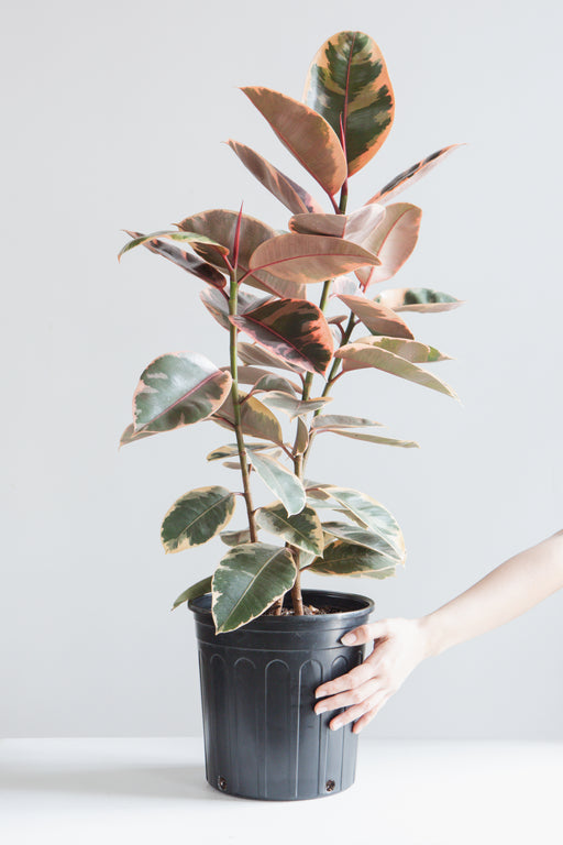 Ruby Rubber Bush: Ficus elastica - 10 inch pot - 2-3 foot tall