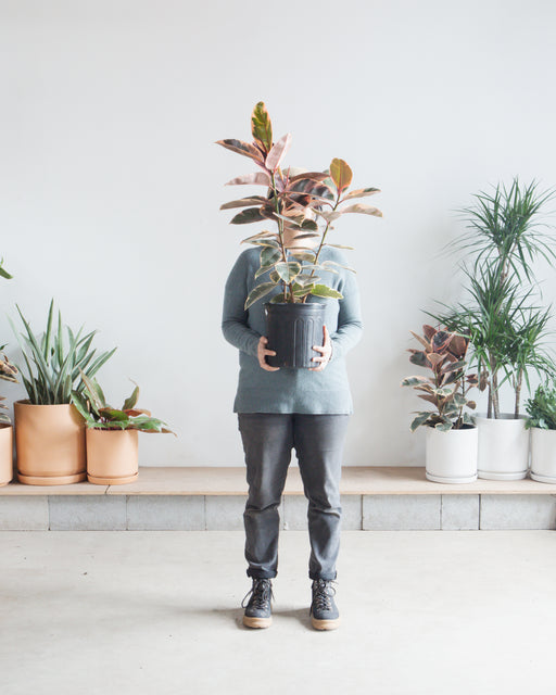 Ruby Rubber Bush: Ficus elastica - 10 inch pot - 2-3 foot tall