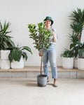 Small Fiddle Leaf Fig Tree: Ficus lyrata 'Bambino' - 10 inch pot - 4-6 foot tall