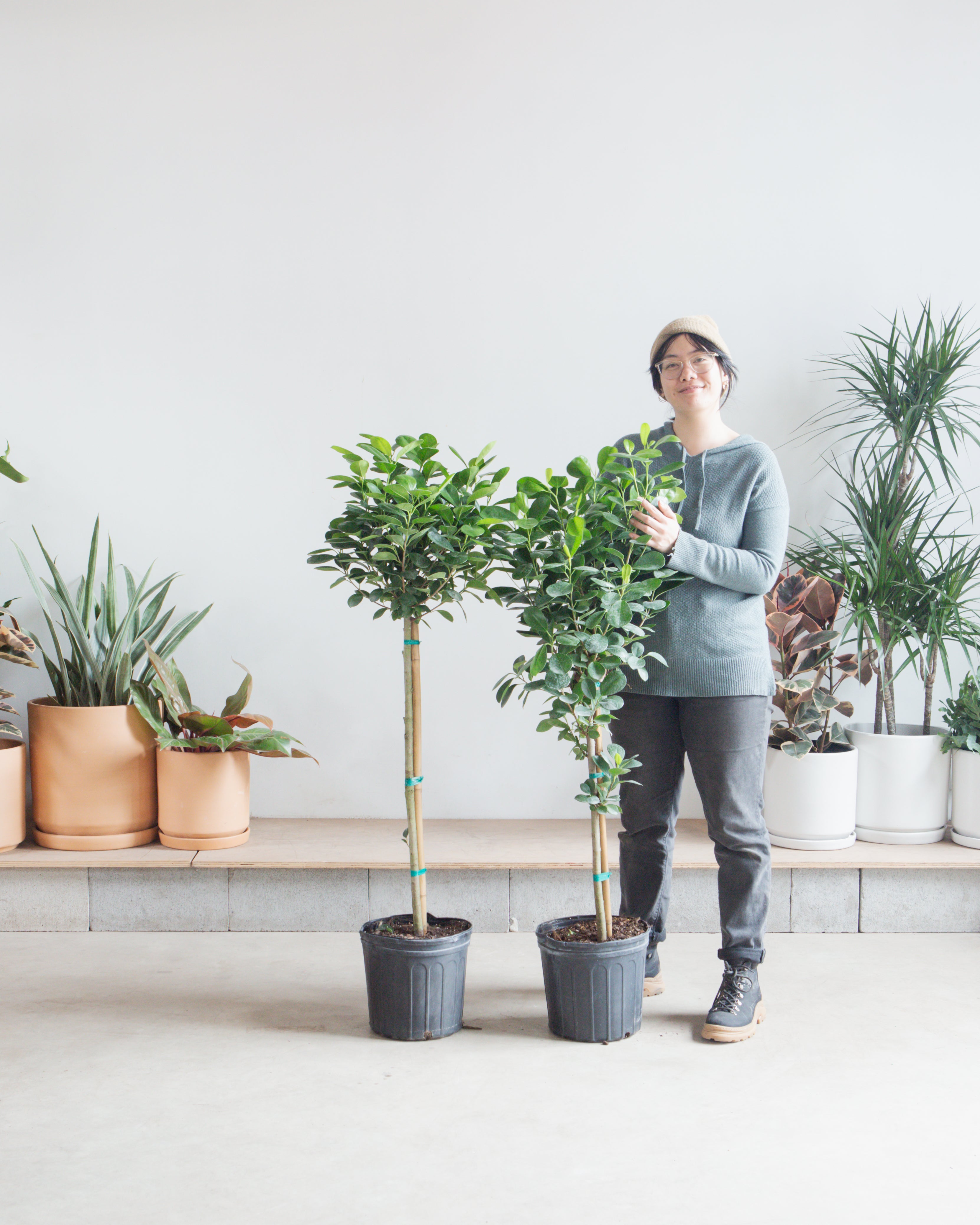 Ficus Moclame: Ficus microcarpa - 10 inch pot - 4-5 foot tall