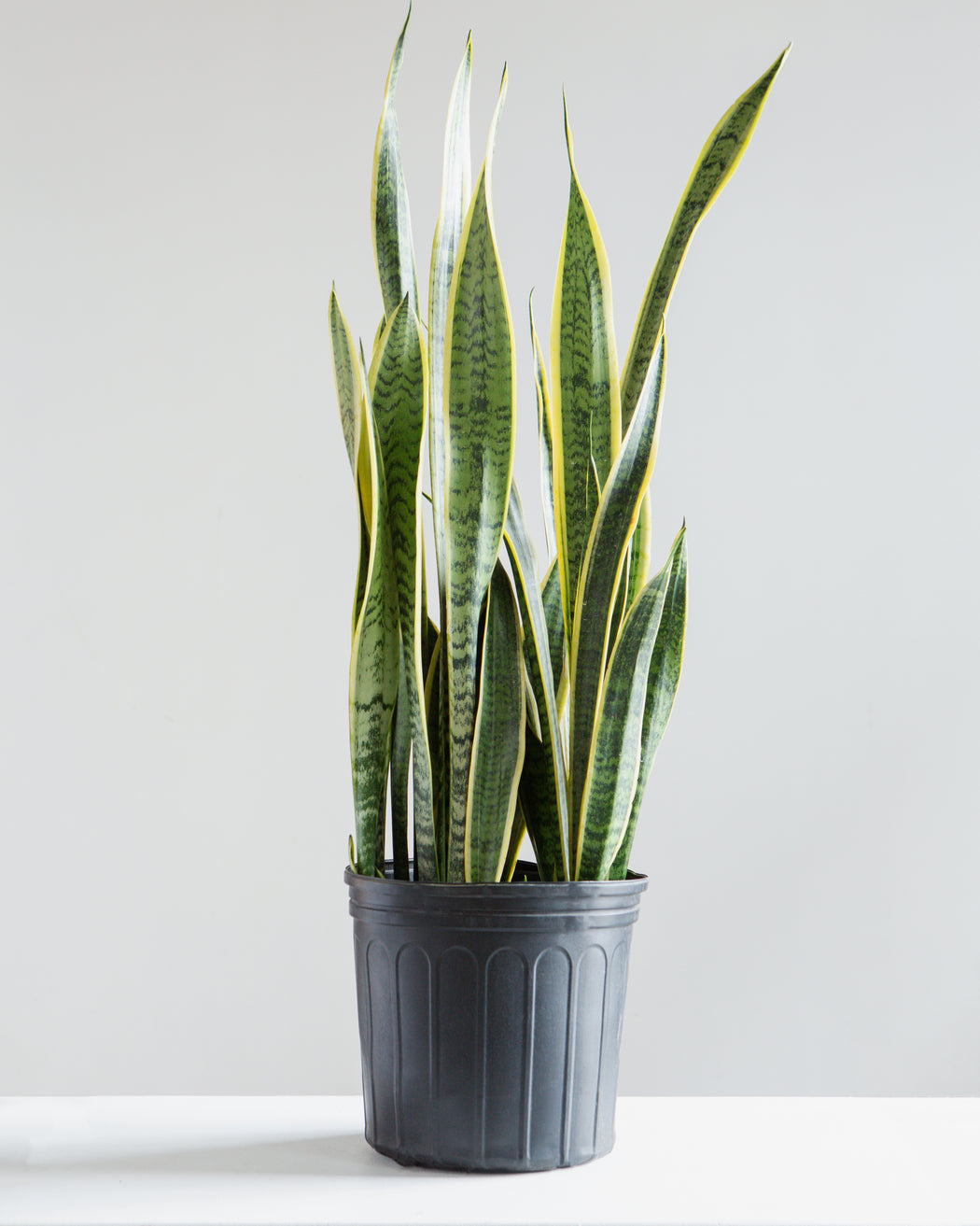 SNAKE PLANT (SANSEVIERIA 'LAURENTII') 10" Grower Pot (∼2.5-3 ft tall)