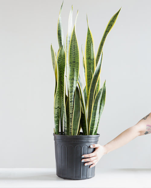 Yellow Snake Plant: Sansevieria trifasciata 'Laurentii' - 10 inch pot - 2.5-3 foot tall