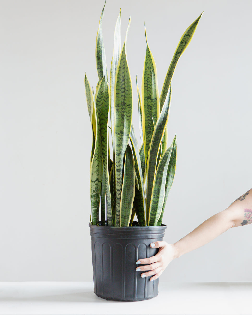 SNAKE PLANT (SANSEVIERIA 'LAURENTII') 10" Grower Pot (∼2.5-3 ft tall)