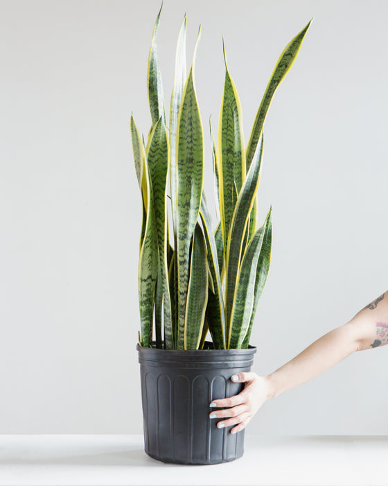 SNAKE PLANT (SANSEVIERIA 'LAURENTII') 10" Grower Pot