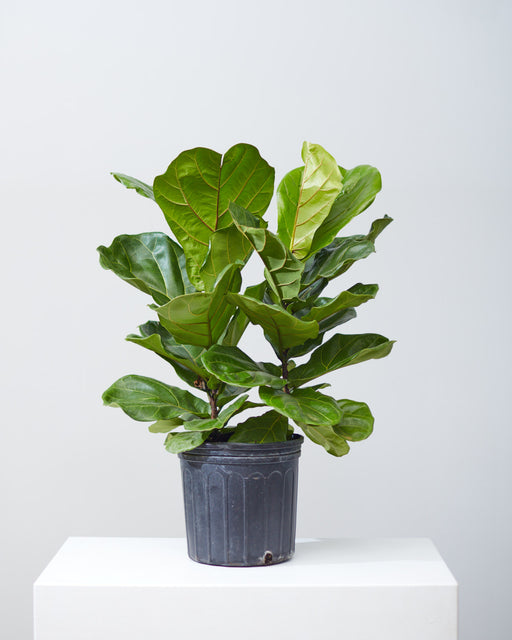 FIDDLE-LEAF FIG (FICUS LYRATA BUSH) 10" Grower Pot (2.5-3' tall)