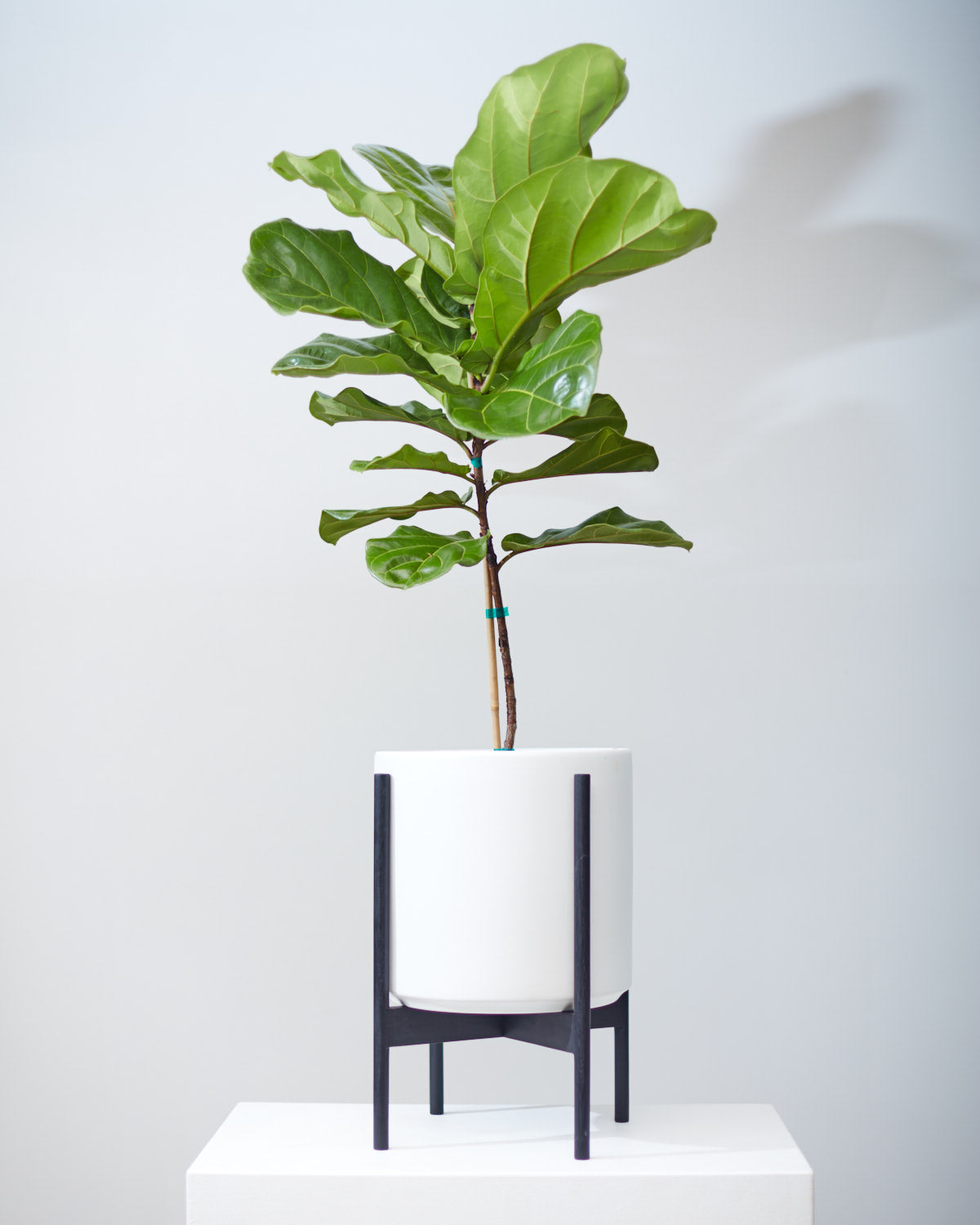 12 Inch REVIVAL CERAMICS WHITE CYLINDER WITH BLACK STAND - Medium